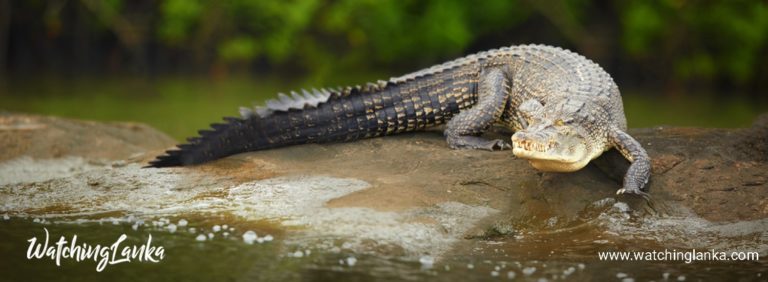 crocodile watching in sri lanka
