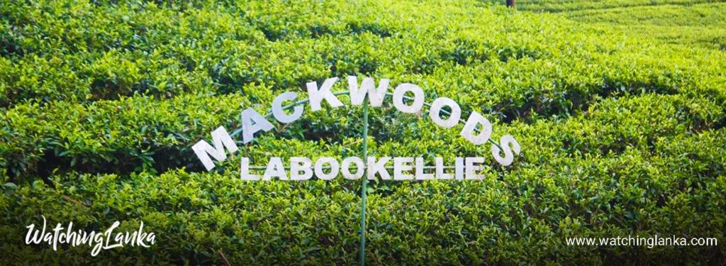 Mackwoods Labookellie Tea Factory in Nuwara Eliya