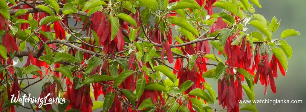 Dipterocarpus zeylanicus (Hora Plant)