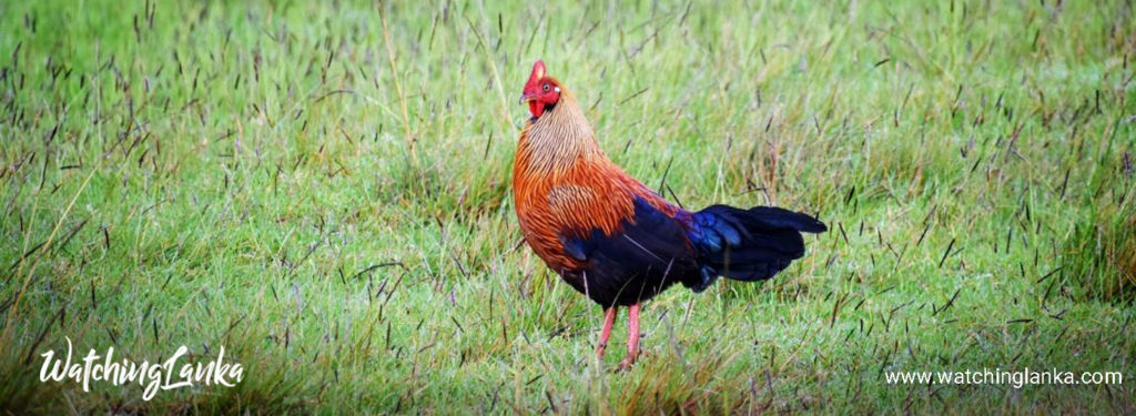 National Bird of Sri Lanka - Jungle Fowl