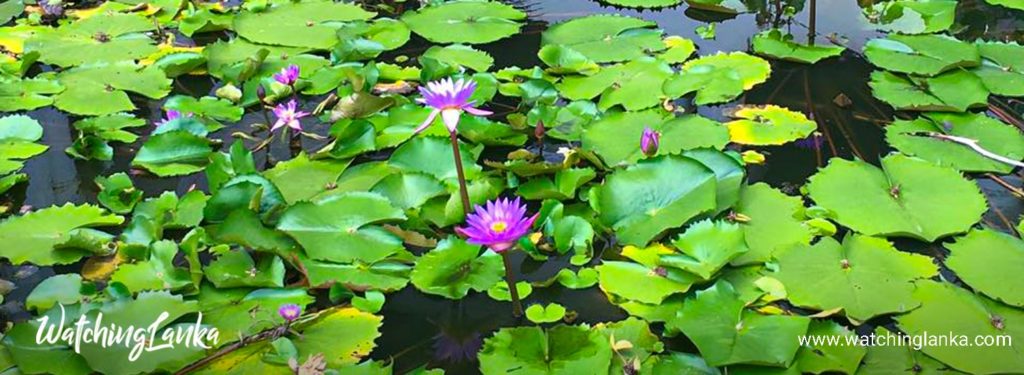 National Flower of Sri Lanka - Blue Water Lily