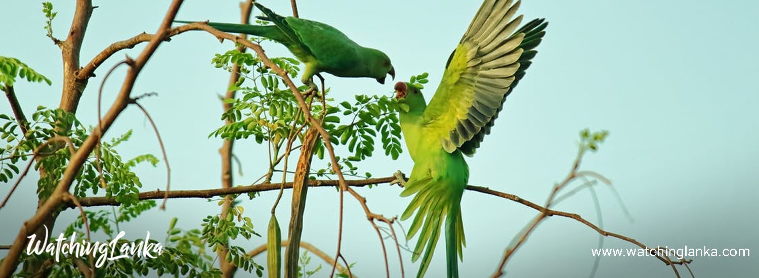 Sri Lankan birds in the Red Data Book | Watching lanka
