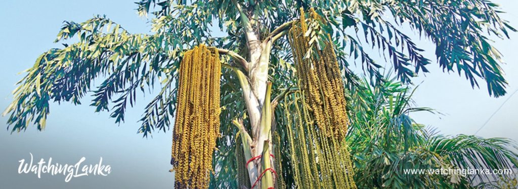 Kithul Tree